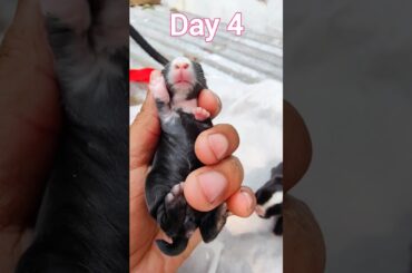 So Cool Rabbit - Baby Rabbits Grow Up #554 #animals #bunny