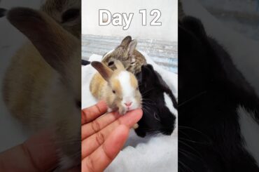 Animals Rabbit Growth - Baby Rabbits Growing Up #rabbits #animals