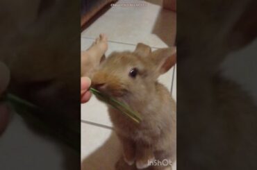 Baby Bunny Transformation Birthday Girl #Shorts