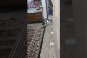 #trending #bunny #cutebunny #rabbit #shortvideo #funnybunny