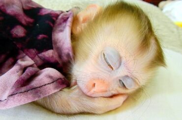 Cute baby Bunny soundly sleep in deep nap so adorable.