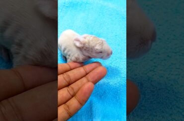 Rabbit Kits - Baby rabbit growing up #bunny #rabbits #animals