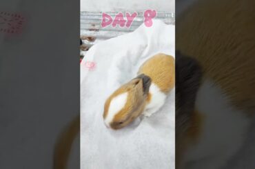 Baby rabbit growing Up [ 1 to 12 days ]