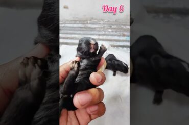 Happy Bunny - Baby Rabbits grow Up #cute #cuterabbit