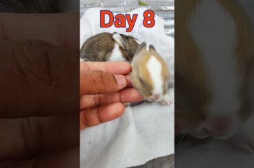Daily rabbit care | Baby Rabbits Growing Up Day By Day #animals #rabbits
