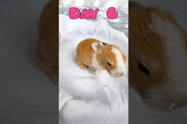 Baby Rabbit Growing Up Day by Day #animals #rabbit #bunny