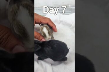 First 11 days - Baby Rabbits Growing Up Day By Day #animals #bunnies #rabbits