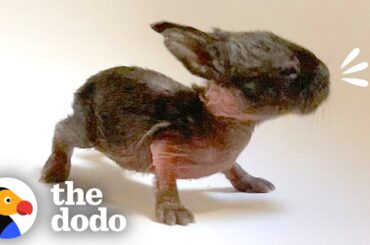 This Is The Tiniest Baby Bunny In The World | The Dodo