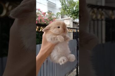 RAINY DAY #rabbit #babyanimal #bunny #babypet #cute #babyrabbit #pets #cutepet