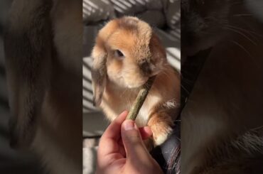 Cute Bunny Rabbit ASMR #shorts