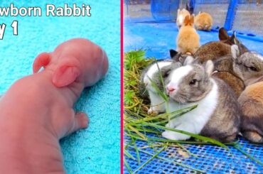 Pretty cute rabbit Growth | Baby Rabbit Grow Up Transformation #543