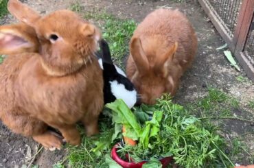 Cute Bunnies Enjoying Food #asmr #cute #bunny #rabbit #food #viral