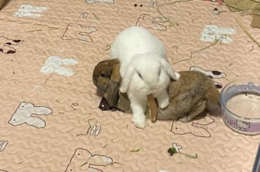 Guess who is the alpha 🤣🤣🤣🧐🧐🧐🧐