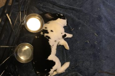 Nothing like flopping against your cold water bowls on a chilly fall afternoon