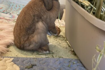 Zen loves standing up for oat hay