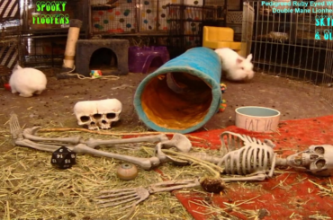 youtube.com/@spookyfloofers ; twitch.tv/spookyfloofers