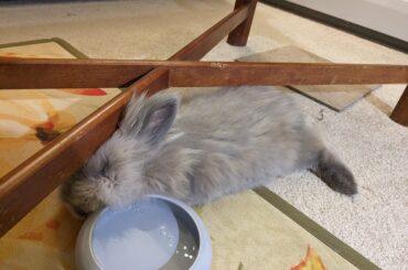 Cadbury disagrees, he loves to smoosh!