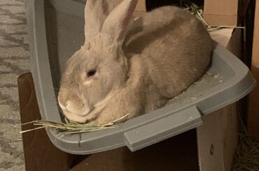 She might be permanently bending this bin lid, but I haven’t got the heart to move her.