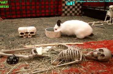 youtube.com/@spookyfloofers ; twitch.tv/spookyfloofers