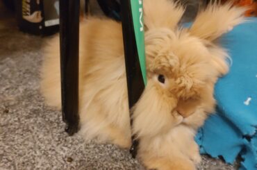 Kuzco loves an awkward spot to wedge in