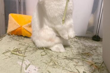 Rare find of Sugar Plum acting human