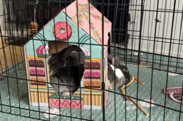 It’s her birthday and she’ll flop how she wants to…