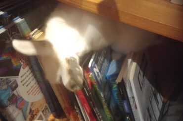 There's a bunny in the book case, I repeat an escaped bunny is in the bookcase