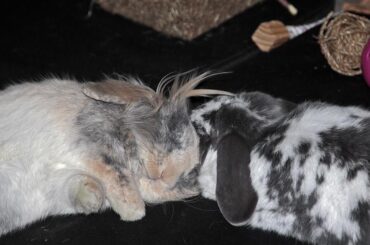 Dylan is snoozing happily but using Sian's face as a cushion must be rendering her Buncomfortable