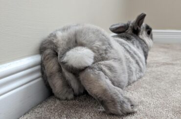 She changed her mind about flopping in the middle of it.