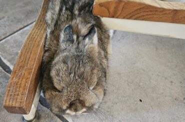 Chair leg in the side...I'm sold.