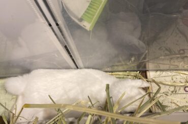 In between the playpen wall and her litter box 🤔🤔