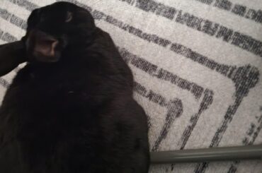 Why sleep on flat floor when you could have a bar across your bum?