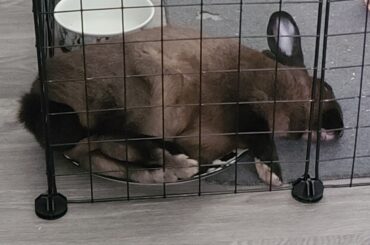 She sleeps where she eats