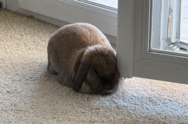 My face makes the perfect doorstop