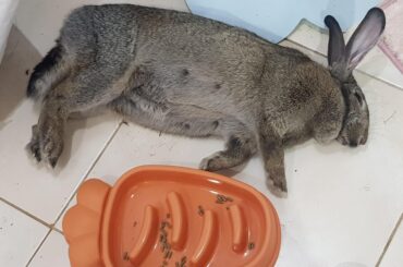 That food coma hit her hard