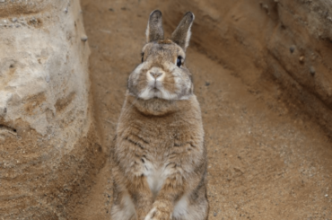 Thou shalt not pass!