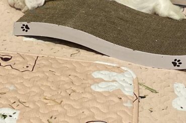 Next to her the little black thing is part of a halloween ghost chew toy she is laying on😂😂😂👻👻👻