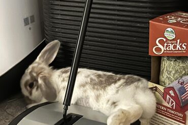 My new rescue bunny scared me half to death flopping over in this spot!