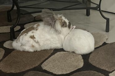 Mister Lees and Peanut being funny buns