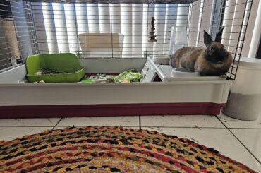 Has an entire kitchen but prefers her enclosure to guard her kibble from the cat.
