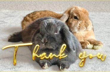 Thank You. A Cute Bunny Rabbit Compilation 2023.
