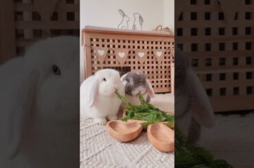 Cute Pets | Funny Pets | National Best Friends Day | Rabbit Pairs | Guinea Pig Duos | Pet Partners