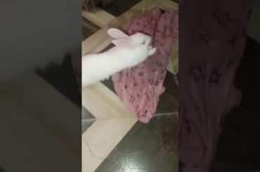 cute baby bunny#shorts