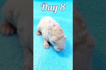 animal Growth - Baby rabbit growing up time lapse
