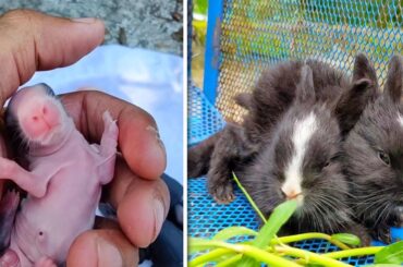 Rabbit Growth - Cute Baby Rabbits Grow Up #547