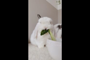 The Ideal Daily Rabbit Diet | Rabbit Food | Bunny Diet | Pet Nutrition | Small Pet recommended diet