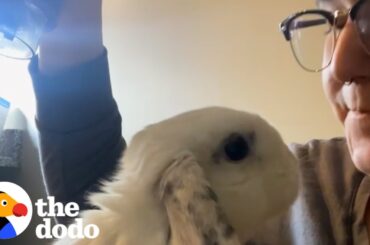 Bunny Thumps At Mom When He's Mad | The Dodo