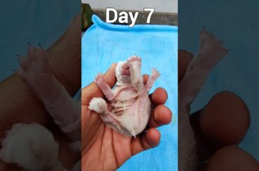 Newborn Baby Rabbit 1 To 12 Days #shorts