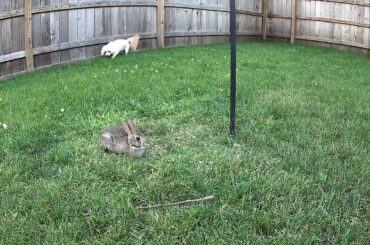 Dog walks yard, missing cute bunny!