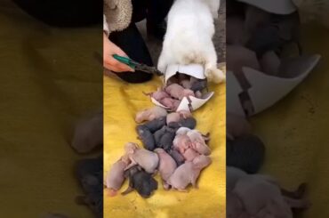 Rabbit babies - Baby Rabbits grow Up day by day #animals #rabbits #shorts